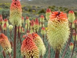 Kniphofia caulescens seasonal eateries